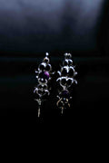 Amethyst Earrings